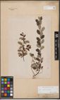 Foto von Salix aurita L. x Salix repens L.